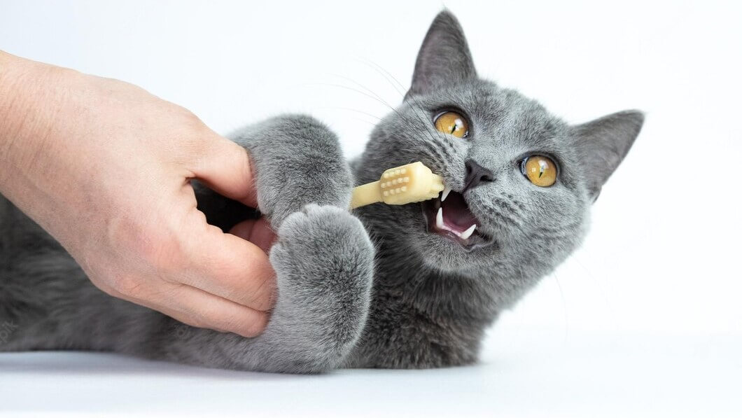 kedi ağız ve diş bakımı, köpek ağız ve diş bakımı, evcil hayvan ağız ve diş bakımı