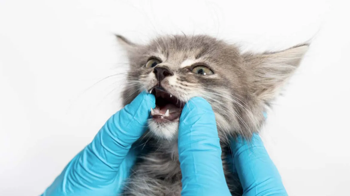 Kedilerde Diş Değişimi Belirtileri ve Diş Çıkarma