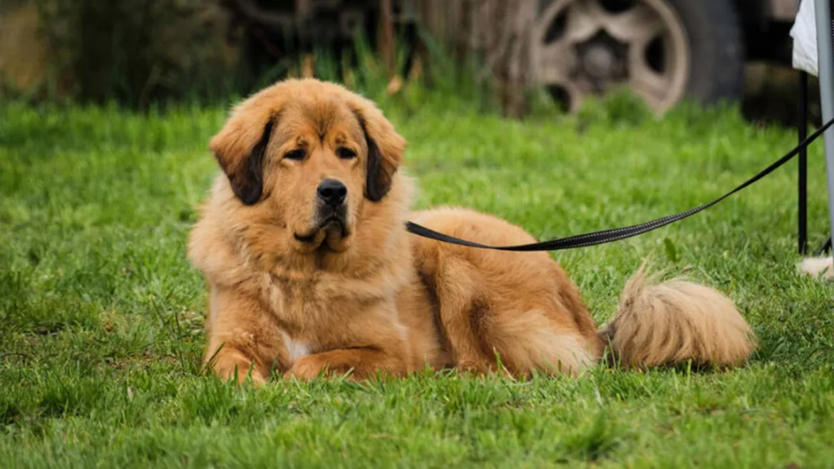 Erkek Köpeklerin Kızgınlık Dönemi