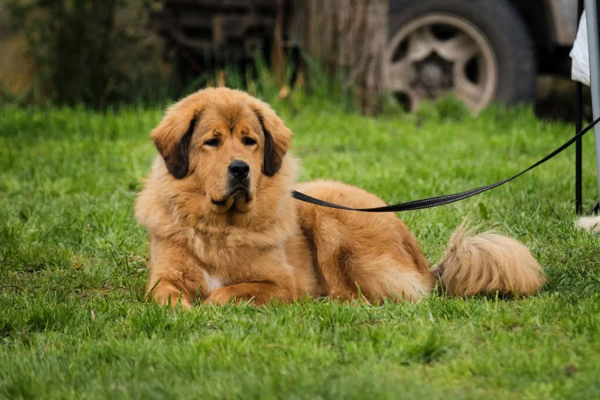 Erkek Köpeklerin Kızgınlık Dönemi